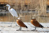 2022年11月23日，在宁夏沙湖景区越冬的候鸟。当前正值候鸟大规模迁徙的季节，宁夏沙湖水域以其良好的生态环境和丰富的湿地、滩涂成为候鸟迁徙途中的重要补给驿站，大量野生鸟类从沙湖迁徙经过。
