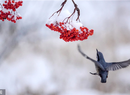 黑龙江大庆：森林公园白雪皑皑 山雀林中飞舞与红果“同框”
