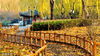 2022年11月23日，北京，小雪时节，陶然亭公园彩叶斑斓。