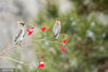2022年11月27日，沈阳，在康平县卧龙湖畔的森林公园，雪后的公园里果红雪白，太平鸟飞跃枝头觅食，灵动如画。
