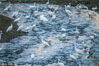 2022年11月27日，贵州毕节，初冬时节，七星关区倒天河湿地内，一群群白鹭时而翱翔、时而觅食，构成了一幅鸟与自然和谐共生的美丽画面。