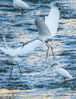 2022年11月27日，贵州毕节，初冬时节，七星关区倒天河湿地内，一群群白鹭时而翱翔、时而觅食，构成了一幅鸟与自然和谐共生的美丽画面。