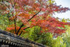 2021年11月26日，苏州，姑苏区寒山寺秋色绚烂、美丽如画。初冬时节，苏州天气晴好，虽然已是冬日但姑苏秋意正浓。