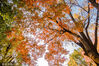 2021年11月26日，苏州，姑苏区寒山寺秋色绚烂、美丽如画。初冬时节，苏州天气晴好，虽然已是冬日但姑苏秋意正浓。