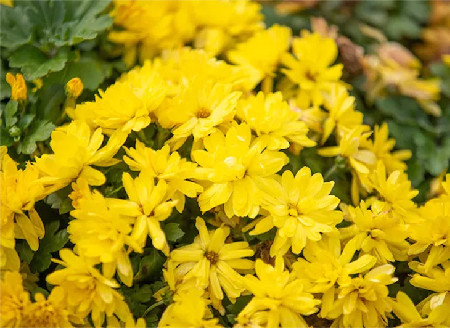 莲花湖畔菊花盛开 点缀美丽秋日