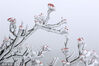 2022年11月30日，安徽黄山风景区，入冬首场雪景。一派银装素裹，玉树琼枝，晶莹剔透，宛如琉璃仙境。