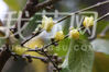 12月11日上午，在南京鼓楼区小桃园城墙旁，数株蜡梅提前开花了。让人惊奇的是，蜡梅树上还挂满了橄榄大的果子，引得居民驻足观赏，啧啧称奇。
