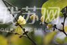 12月11日上午，在南京鼓楼区小桃园城墙旁，数株蜡梅提前开花了。让人惊奇的是，蜡梅树上还挂满了橄榄大的果子，引得居民驻足观赏，啧啧称奇。