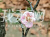 今天（12月17日），南京梅花山上有几棵梅花树在昨天一场雪后，梅花竟然悄然绽放啦!粉红色和白花的花朵清香扑鼻，沁人心脾，吸引游人驻足观赏拍照，啧啧称奇。