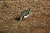 12月23日上午，笔者在现场看见这些凤头麦鸡体长29-34厘米，头顶长着细长而稍向前弯的黑色冠羽，像突出于头顶的角，甚为醒目。这群颇有特色的鸟类，通常栖息地安在湿地、水塘、沼泽等处，有时也远离水域，如农田、旱草地和高原地区。