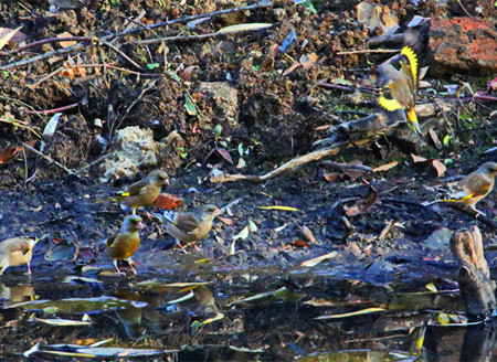 紫金山中成群金翅雀嬉闹