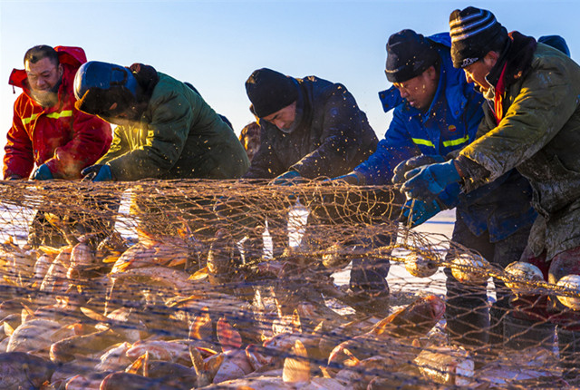 吉林松原：查干湖开展大规模冬捕 预计总捕捞量为1500吨左右