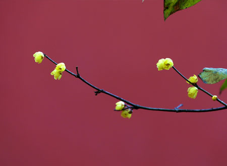 南京明孝陵：红墙腊梅尽显金陵古韵