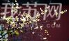 时值腊八，南京明孝陵景区内的腊梅花含苞怒放。金灿灿的腊梅花与红粉宫墙相映成趣，尽显金陵古韵，吸引着众多游客前来摄影留念。来源：我苏网 通讯员/朱旭先 编辑/许婷
