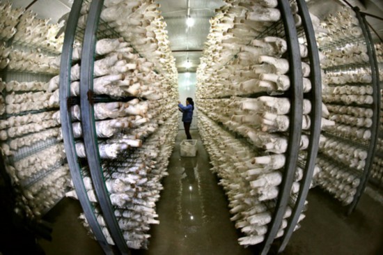 工人正在采摘杏鲍菇。孙荪摄