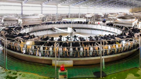 &ldquo;高大上&rdquo;的奶牛场。孙荪摄
