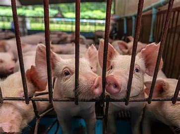 无抗化动物|我研究团队提出“无抗化”动物健康养殖新方案