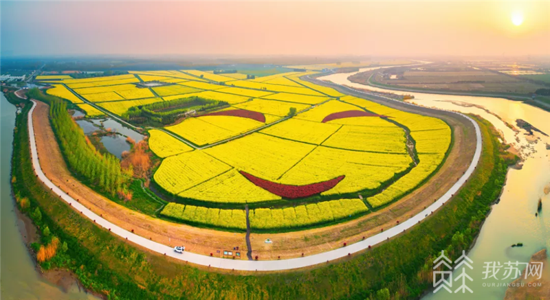 南京油菜花景点在哪里图片