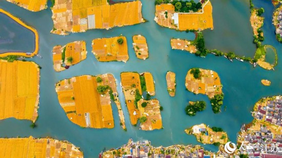 金黄的麦田点缀在水中央。曹德锋摄