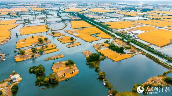 麦田如同金色的小岛。曹德锋摄