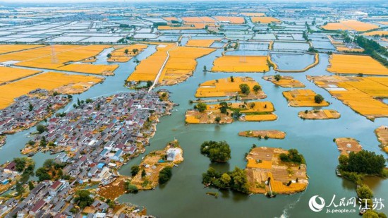 水乡麦田美如画。曹德锋摄