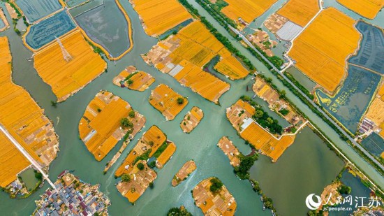 麦田勾勒出美轮美奂的线条。曹德锋摄