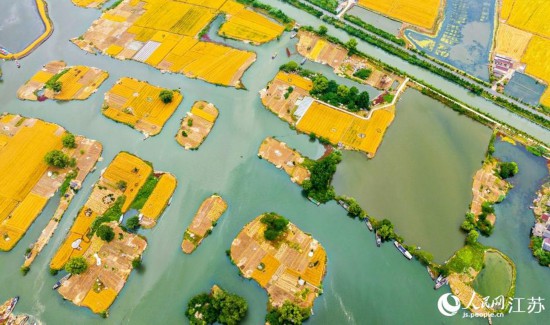 空中俯瞰水乡麦田。曹德锋摄