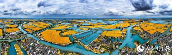 水乡麦田全貌。曹德锋摄