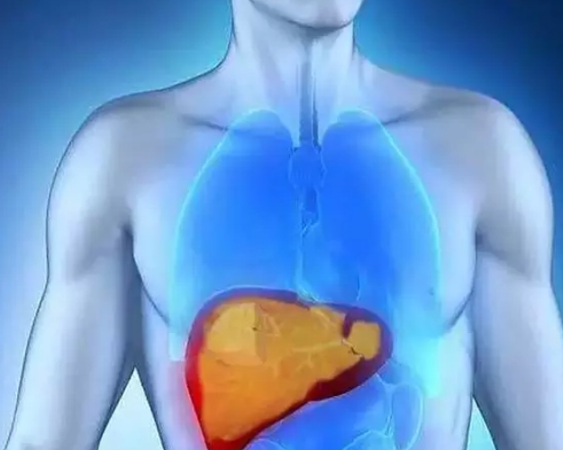 肝脏|保存三天的人体肝脏移植成功，患者术后健康生活逾一年