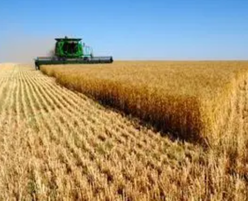 超强筋小麦|亩产801.72公斤：中国超强筋小麦单产新纪录诞生