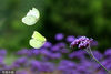 2022年6月19日，贵州省黔南布依族苗族自治州龙里县，醒狮镇大岩村的马鞭草花盛开，雨过天晴，花蕊清雅芳香，吸引来多种蝶类造访，它们飞舞在花丛中，美丽动人。