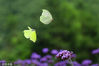 2022年6月19日，贵州省黔南布依族苗族自治州龙里县，醒狮镇大岩村的马鞭草花盛开，雨过天晴，花蕊清雅芳香，吸引来多种蝶类造访，它们飞舞在花丛中，美丽动人。