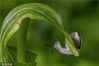 2022年6月16日，吉林，夏季的雨后，很多蜗牛在各种植物上爬行。孙成龙/视觉中国