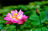 2022年6月19日，北京，紫竹院公园睡莲与荷花竞放夏日添清凉。宋晓峰/视觉中国