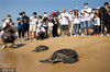 2020年4月28日，海南三亚•亚特兰蒂斯举办“海龟回家计划”活动，将日前经全力救助、精心照料后恢复健康的2只海龟放归大海。