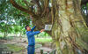 2019年1月28日，海口，三门坡镇文岭村下辖兑水园村关帝庙前树龄超过110岁的琼崖海棠古树。