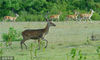 2020年12月14日，海南澄迈，坡鹿-国家一级保护动物。