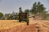 2022年6月6日，安徽宿州灵璧县小麦丰收，收割忙。
