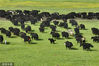 2022年6月21日，四川省甘孜藏族自治州理塘县，青翠的高山草原上牦牛成群。