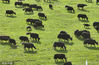 2022年6月21日，四川省甘孜藏族自治州理塘县，青翠的高山草原上牦牛成群。
