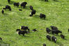 2022年6月21日，四川省甘孜藏族自治州理塘县，青翠的高山草原上牦牛成群。
