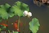 2022年6月18日，南京，莫愁湖公园内的一株并蒂莲花盛开，锦鲤在并蒂莲的周边游弋。