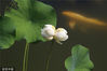 2022年6月18日，南京，莫愁湖公园内的一株并蒂莲花盛开，锦鲤在并蒂莲的周边游弋。