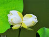 2022年6月17日，南京，莫愁湖公园内的一株并蒂莲花盛开。