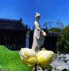 2022年6月17日，南京，莫愁湖公园内的一株并蒂莲花盛开。公园景观池内，锦鲤在并蒂莲的周边游弋，时而与并蒂莲同框，时而又躲藏在并蒂莲莲叶之下，吸引市民和摄影爱好者在此观赏拍摄。来源：视觉中国