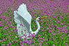 2022年6月23日，海南三亚，凤凰路边的一片千日红花海中，放置着白鹭展翅的雕塑，栩栩如生。
