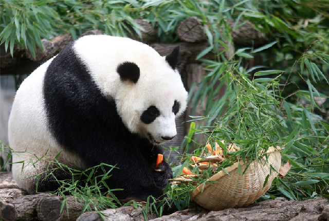 江苏扬州：大熊猫“月亮”迎来8岁生日 饲养员制作竹笋蛋糕庆生