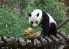 2022年6月27日，江苏省扬州市动物园，大熊猫“月亮”迎来8岁生日。饲养员用竹笋、水果、窝窝头等食物做成生日蛋糕等美食，在大熊猫馆为它举办了一个“生日派对”，
