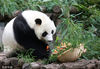 2022年6月27日，江苏省扬州市动物园，大熊猫“月亮”迎来8岁生日。饲养员用竹笋、水果、窝窝头等食物做成生日蛋糕等美食，在大熊猫馆为它举办了一个“生日派对”，