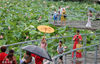 2022年6月28日，江西省九江市城区南门湖中的荷花在雨水的浸润下显得愈加清新脱俗，吸引大量市民及游客冒雨前来赏花拍照。